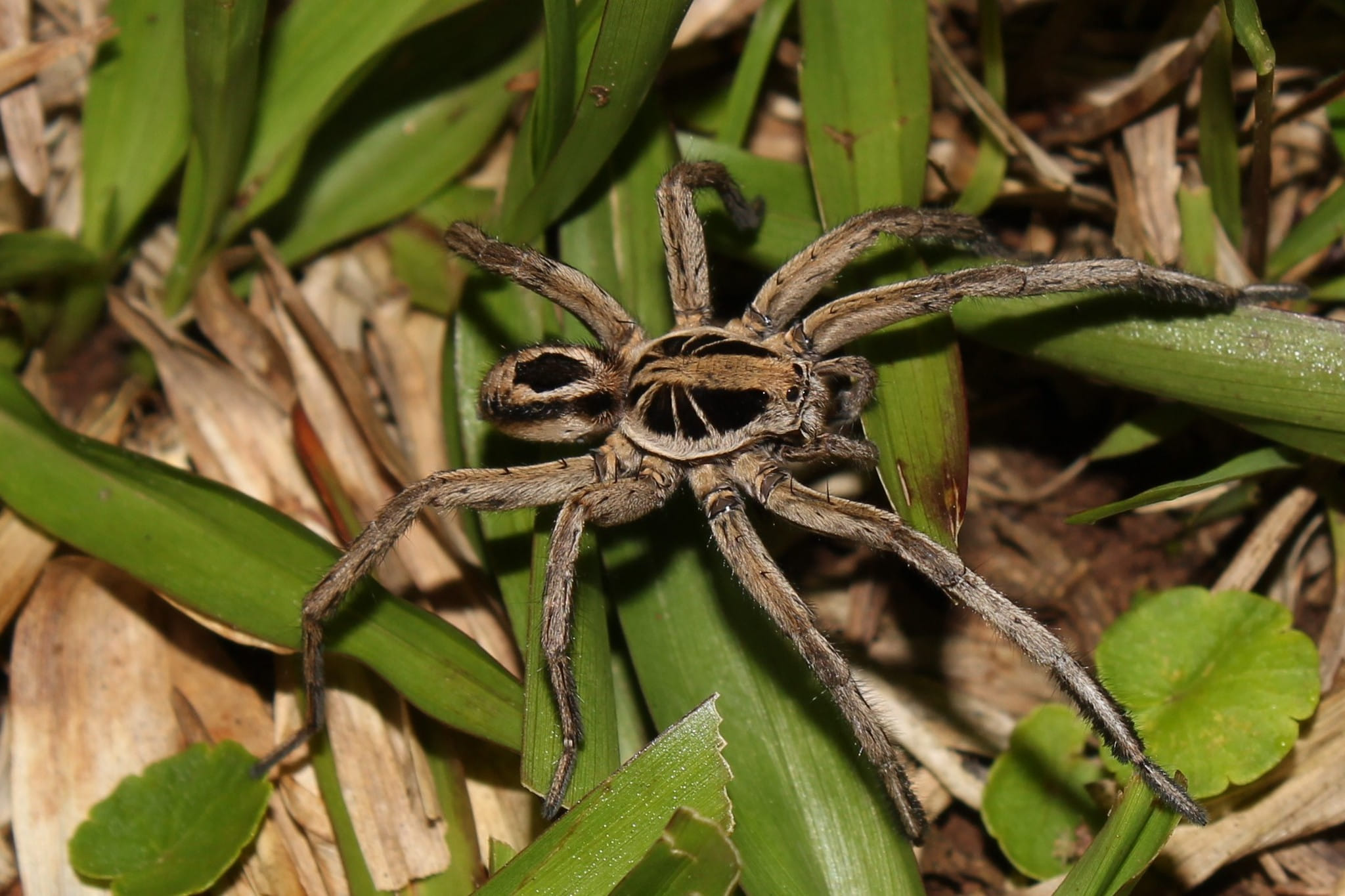 Wolf-spider among the grass