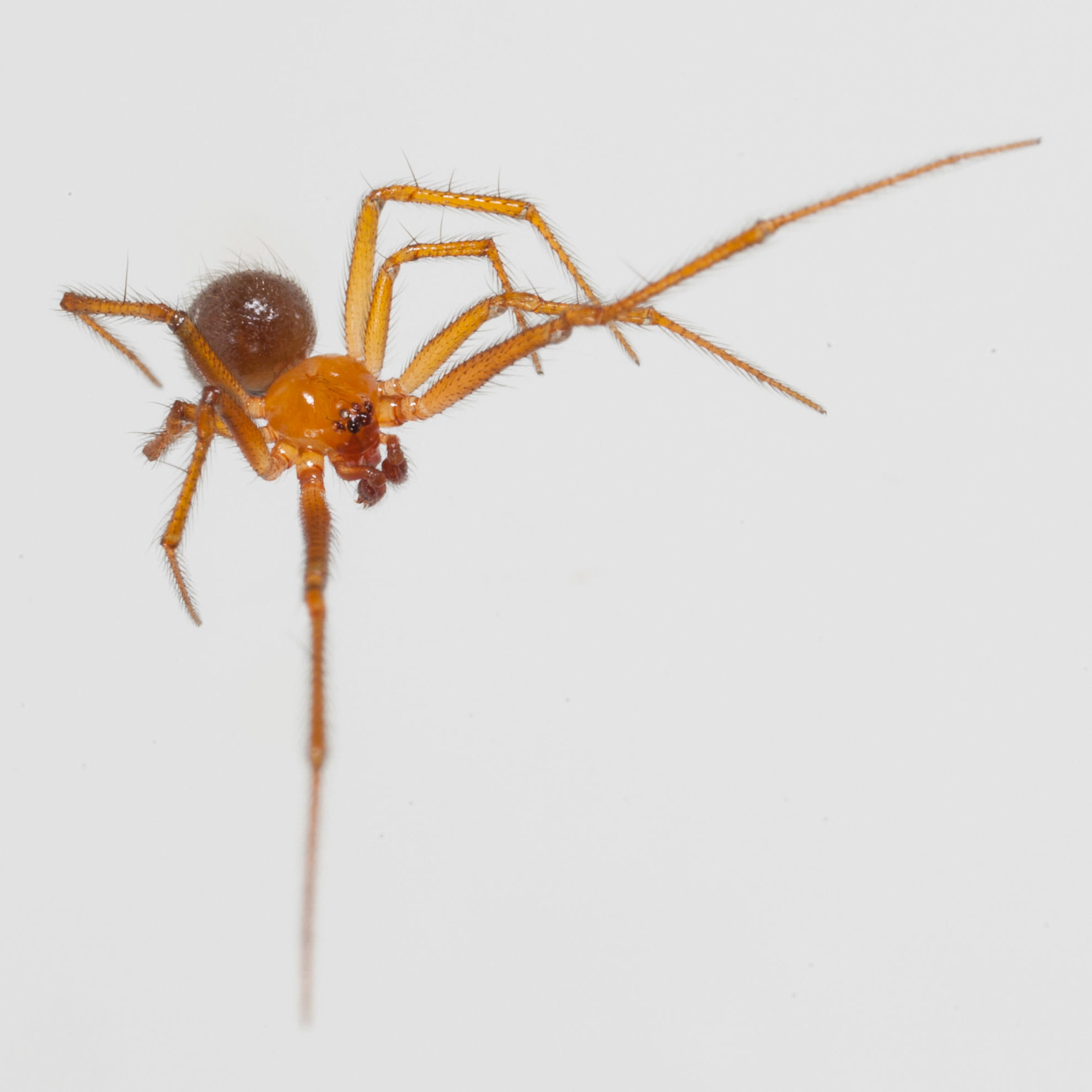 Red house spider