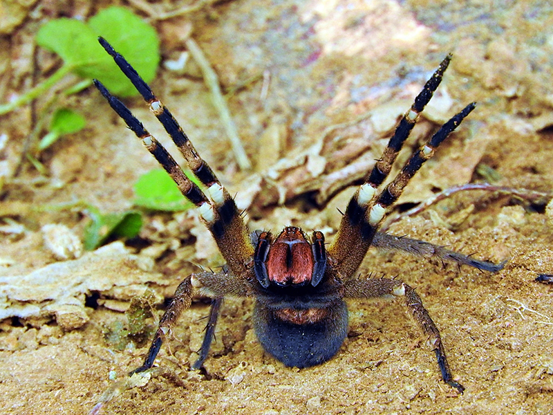 Brazilian wandering spiders seen from the front with both pairs of hind legs raised and chelicerae visible.