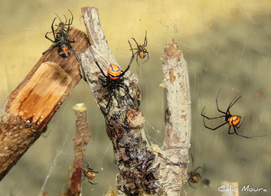 Sete aranhas flamenguinhas em sua teia entre galhos. Em uma delas é possível ver o desenho de ampulheta na parte inferior de seu abdômen
