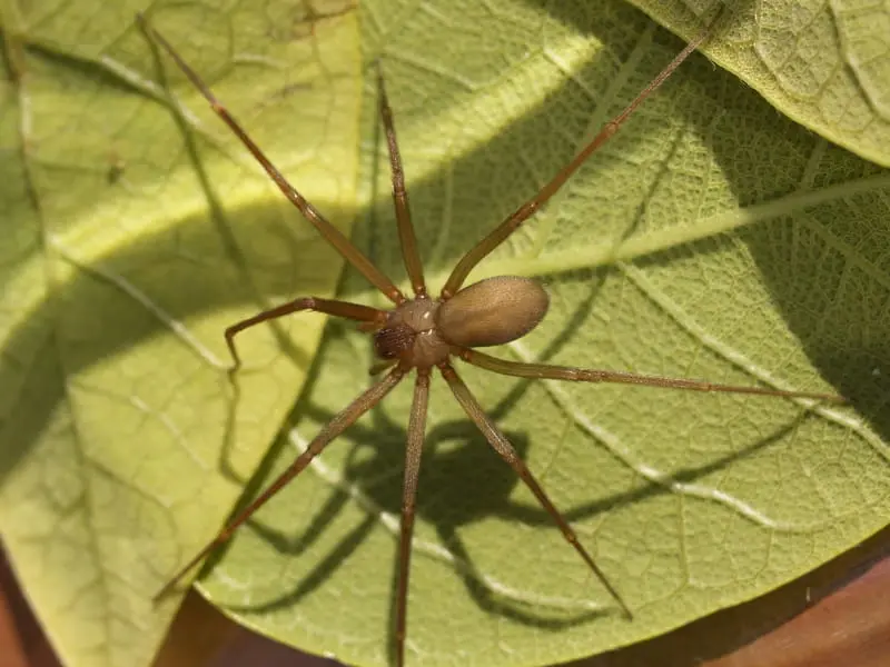 Aranha marrom vista de cima em uma folha