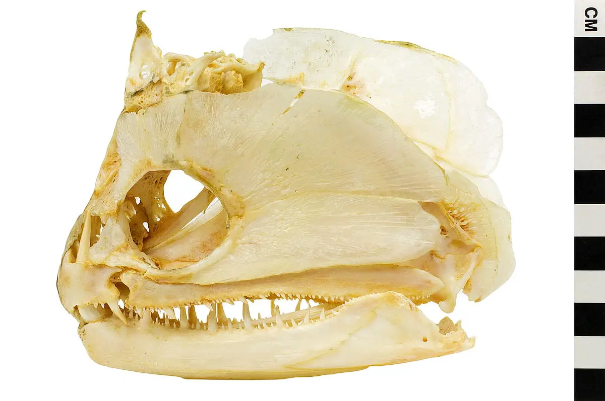 Perfil de um crânio de piandirá relativamente pequeno. Além do comprimento de suas presas inferiores, é possível observar grande parte de seus outros dentes, todos pontiagudos e de diferentes tamanhos