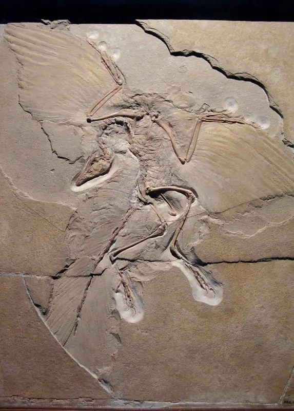 Representação de fóssil do arqueoptérix. É possível perceber a forma e tamanho das penas em todo o seu corpo