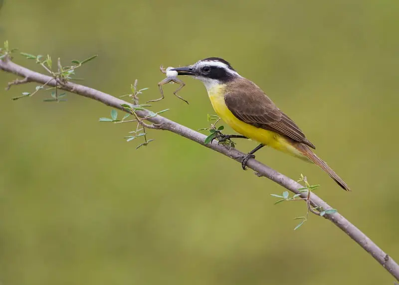 Bem-te-vi ave generalista, onívora comendo um sapo. Seu bico é adaptado para capturar vários tipos diferentes de alimento.