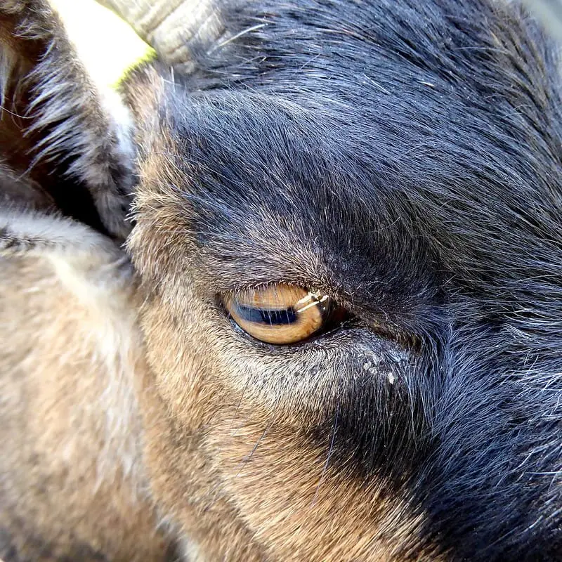 A pupila horizontal de uma cabra (ungulado) 