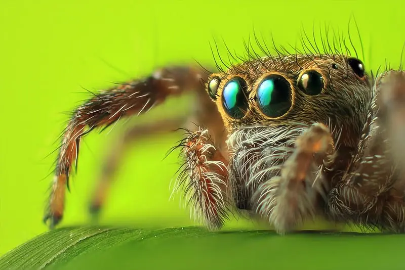 Olhos de aranha papa-moscas, podemos ver quatro de seus olhos que dão a visão binocular e dois ocelos menores