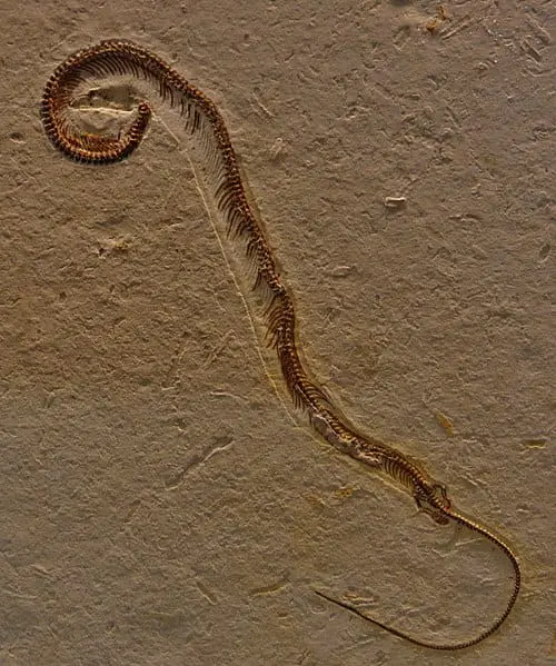 Fóssil do ancestral das cobras - Tetrapodophis no Museu de História Natural de Solnhofen na Alemanha. É possível ver suas patas dianteiras e traseiras.