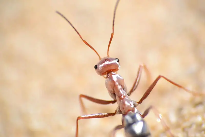 Formiga-prateada-do-deserto - a formiga mais rápida do mundo