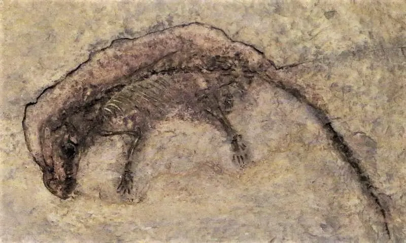 Fóssil de Eomaia scansoria primeiro mamífero placentário