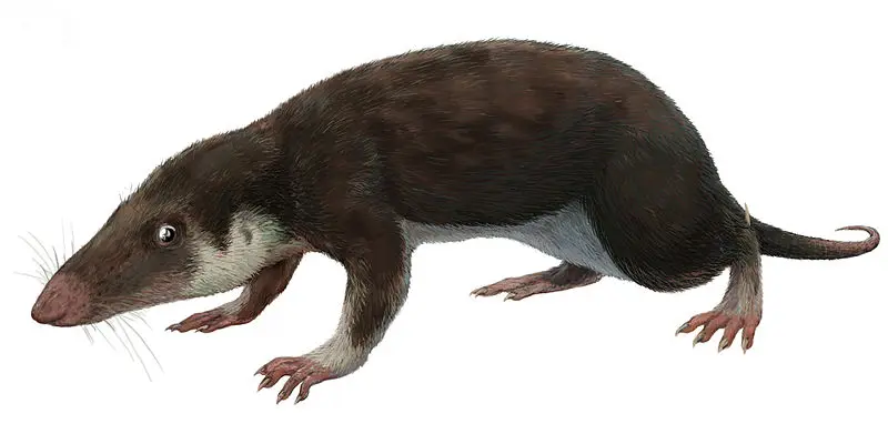 Morganucodon-watsoni Synapsida mammaliaformes