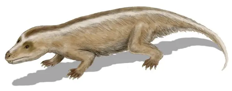 Tritilodontídeo cynodontia