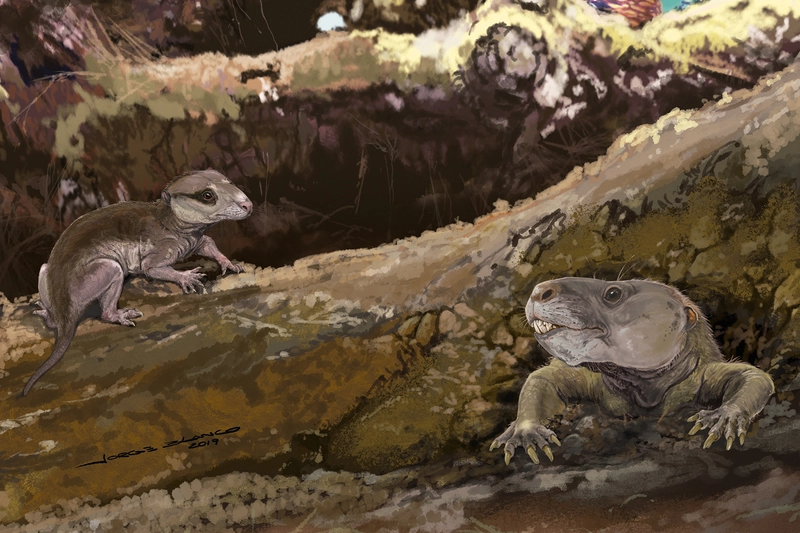 Cinodontes brasileiros