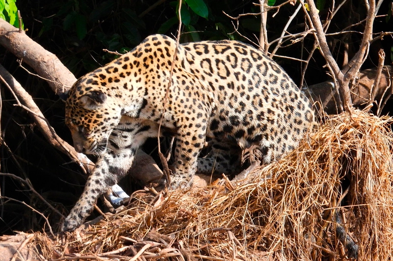 Onça-pintada: o maior felino do Brasil
