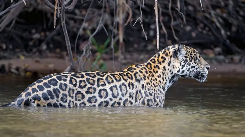 Onça-pintada na água. Imagem de Tambako The Jaguar BY-ND-2.0 via Flickr