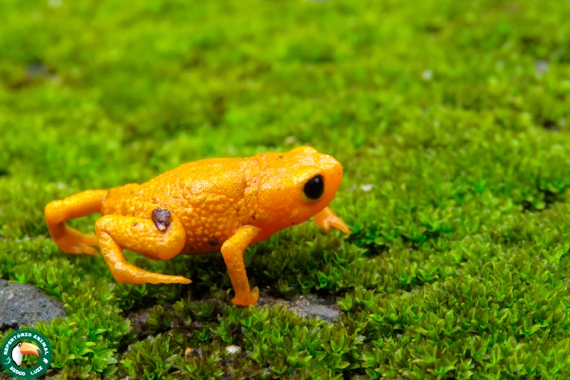 brachycephalus-margaritatus