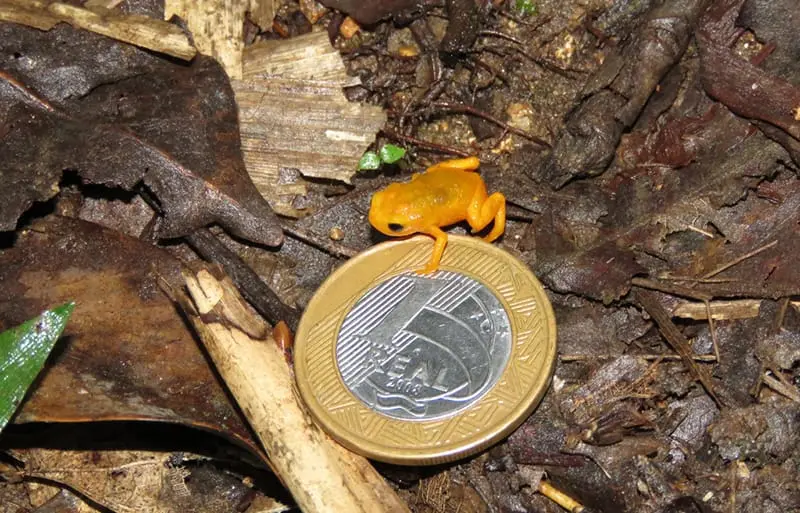 Brachycephalus ephippium -Brazilian gold frog