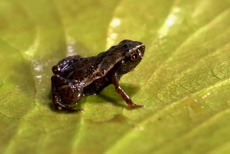 brachycephalus-pulex, flea frog