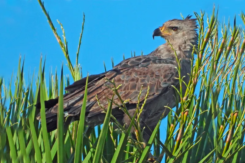 águia-cinzenta, águia-coroada, águia-tatuzeira