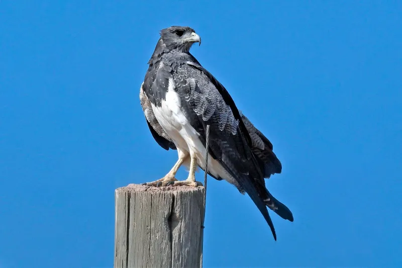 Águia-serrana, gavião-da-serra, Geranoaetus melanoleucus