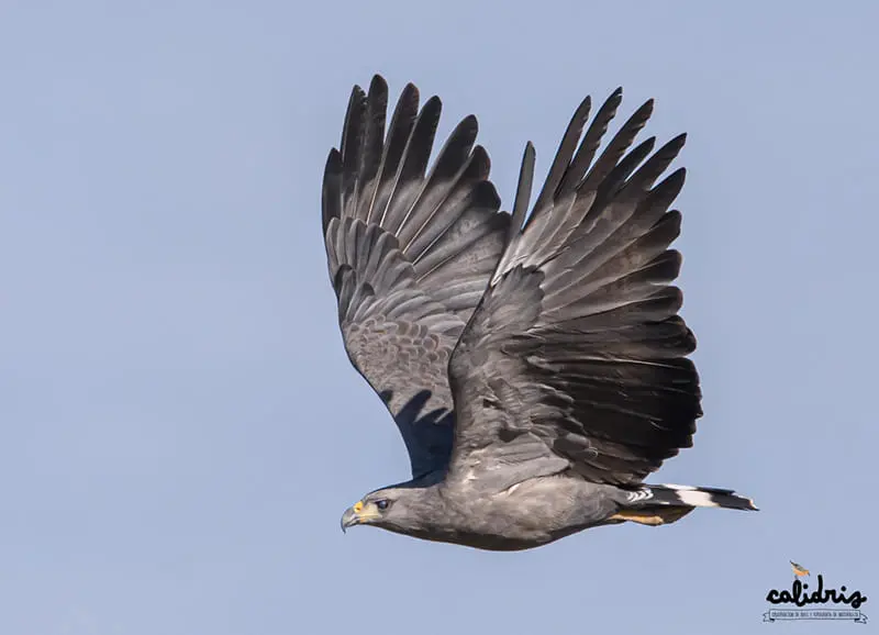 Chaco eagle, crowned solitary eagle