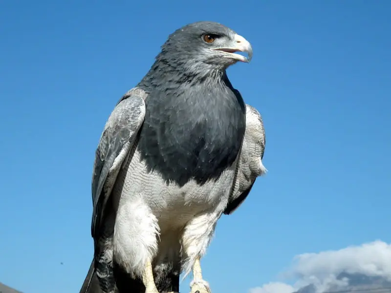 Black-chested buzzard-eagle, black buzzard-eagle, or gray buzzard-eagle
