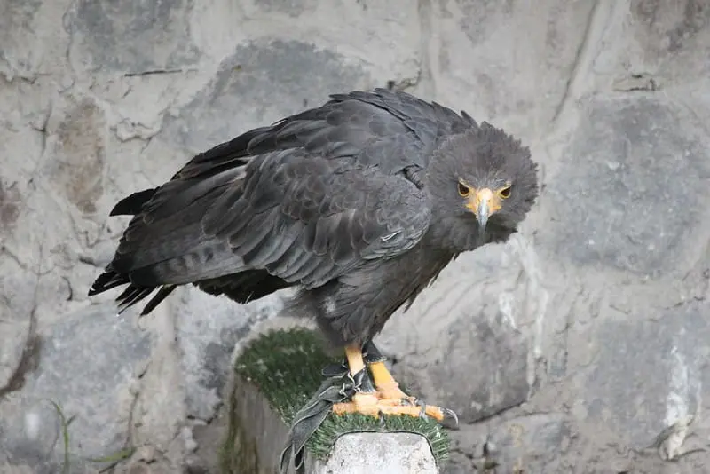 Solitary eagle, Urubitinga solitaria or Buteogallus solitarius