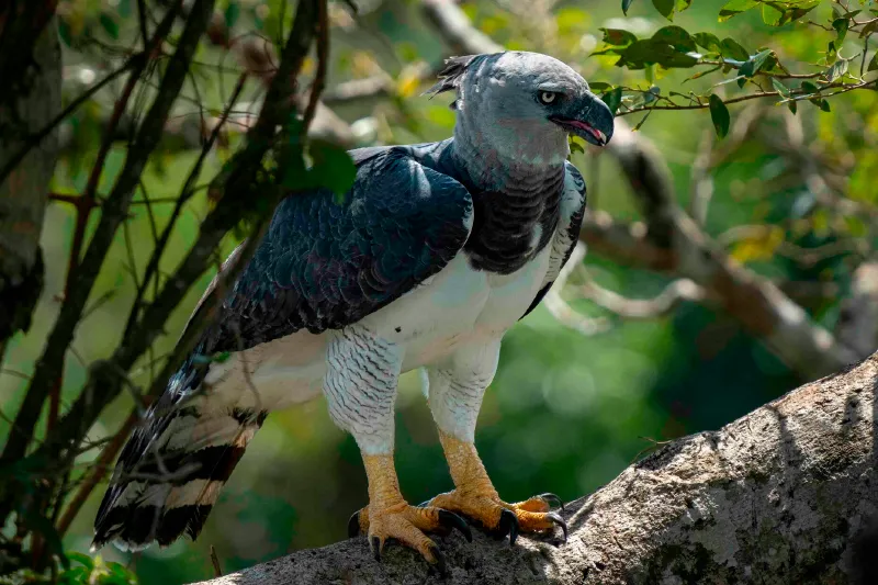 Harpia, gavião-real, Harpia harpyja, uiraçu verdadeiro, gavião rei