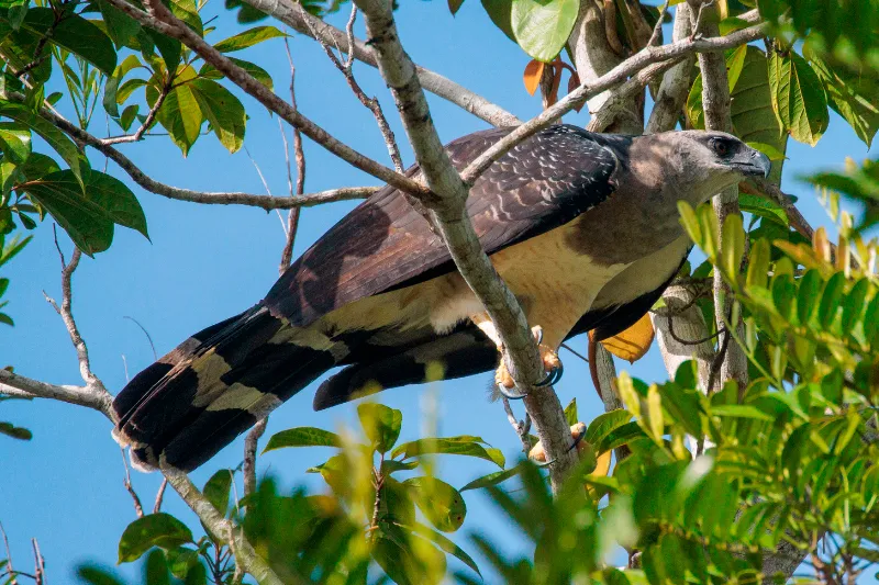Uiraçu, uiraçu falso, gavião real falso