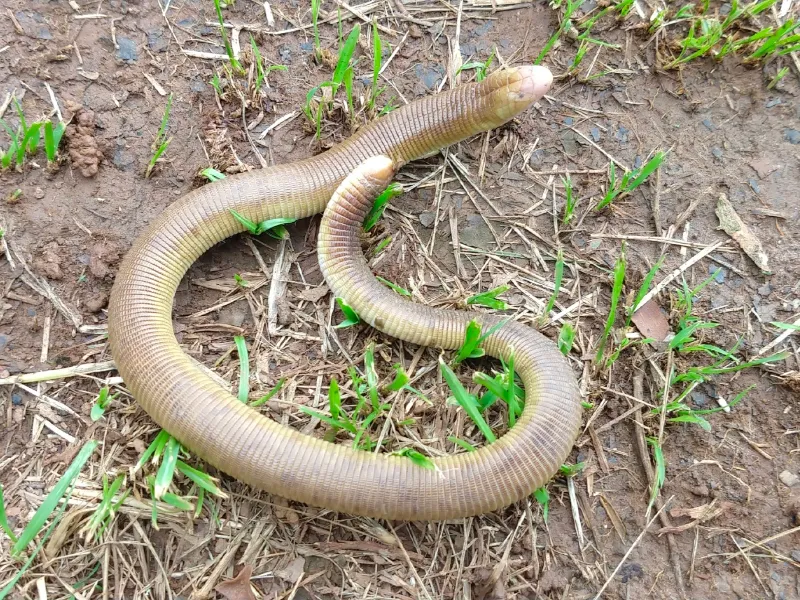 Meet the amphisbaenians