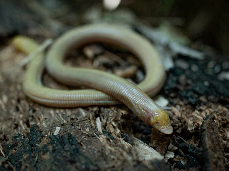 Anfisbena- Lagarto verme da bahia, cabeça especializada para cavar