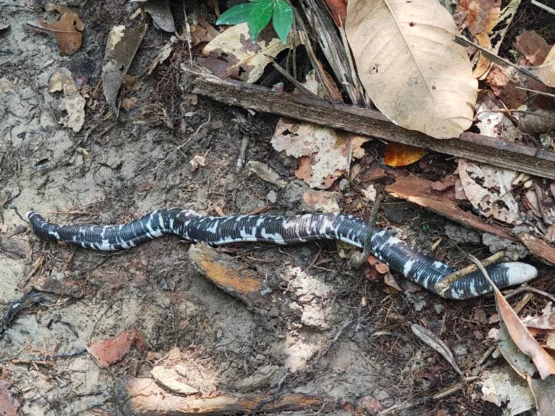 Amphisbaena fuliginosa