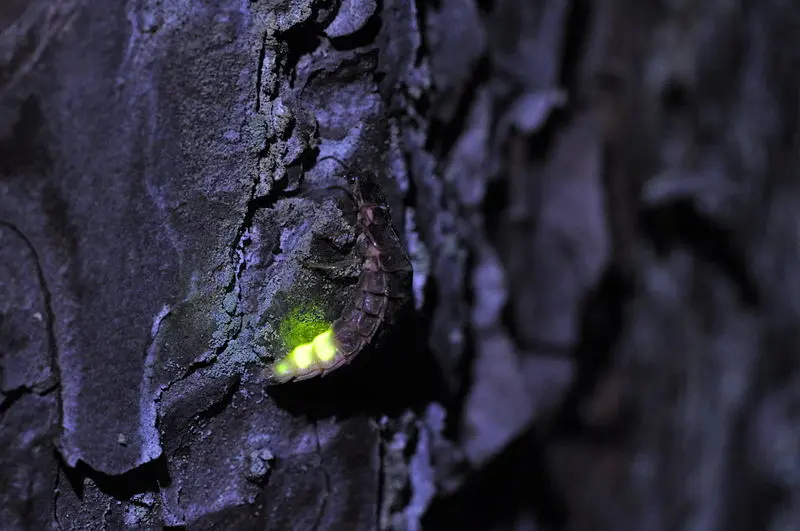 Fêmea de vaga-lume da espécie Lampyris noctiluca