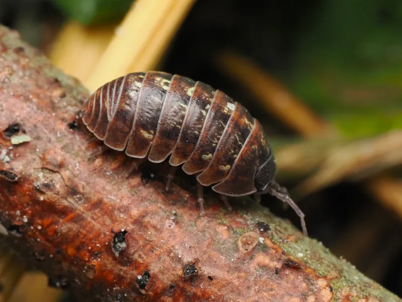 Quem são os artrópodes?