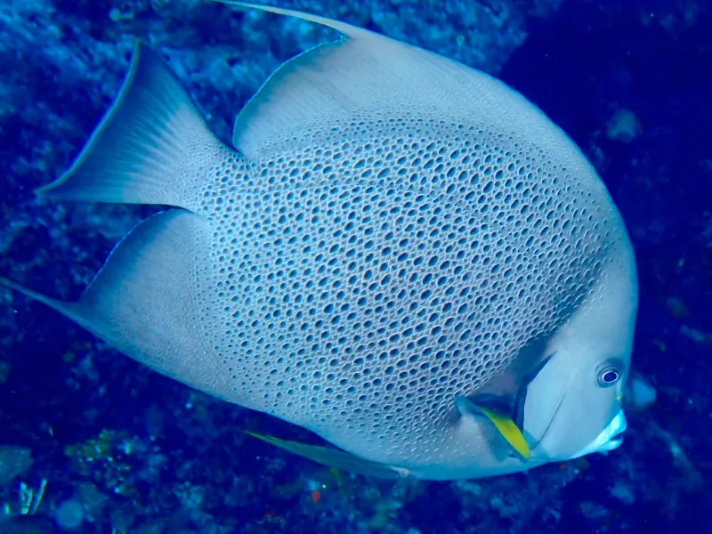 Gray angelfish