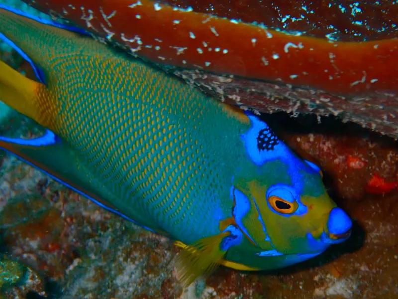 Queen angelfish