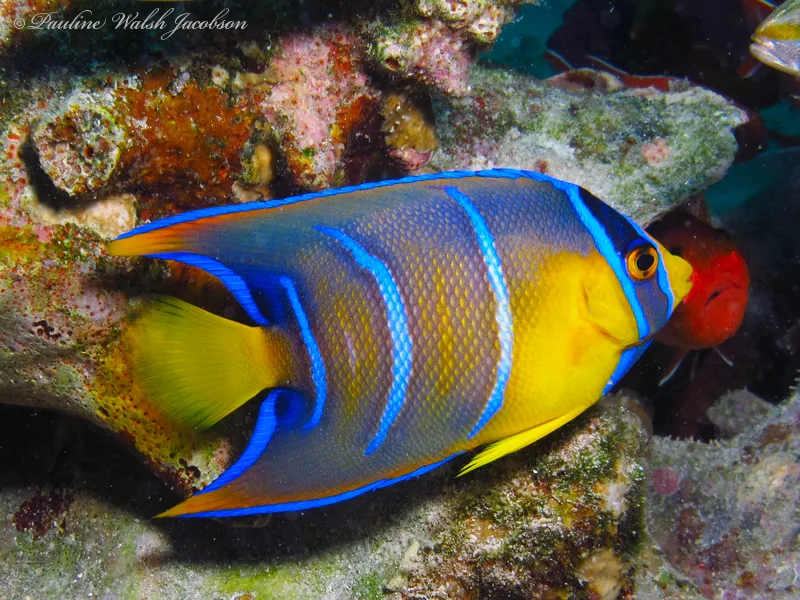 Juvenile queen angelfish