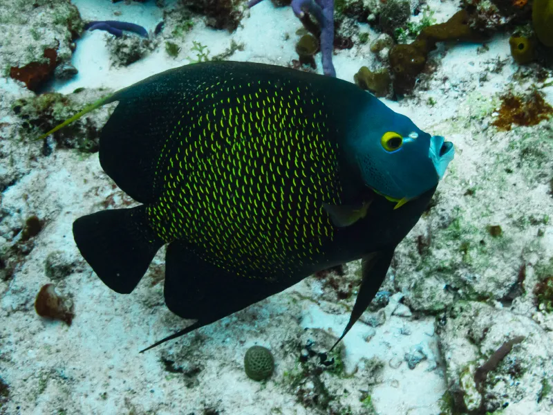 French angelfish with coloration in transition from juvenile to adult