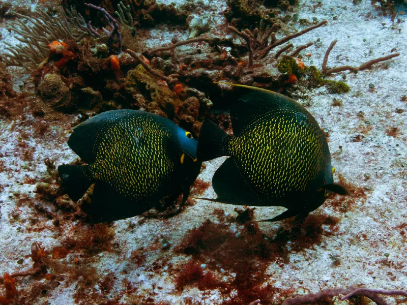 Peixes-anjos da costa brasileira