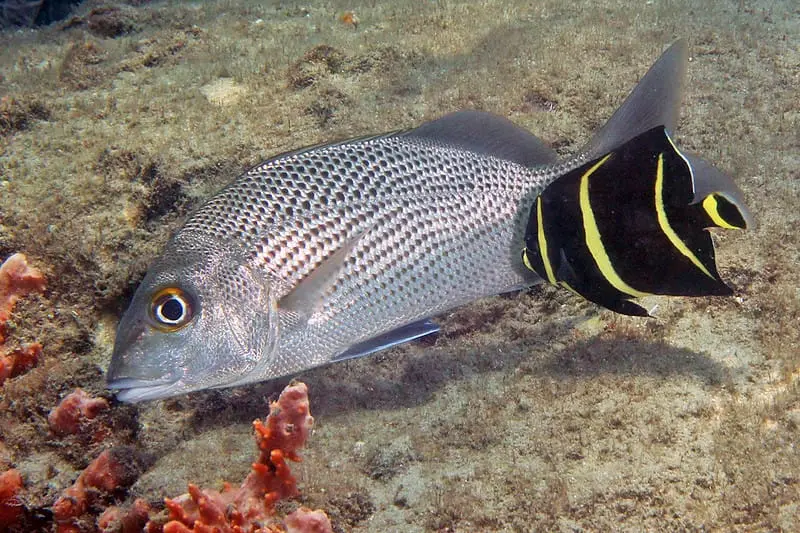 French angelfish fry cleaning a caranha Cubera snapper