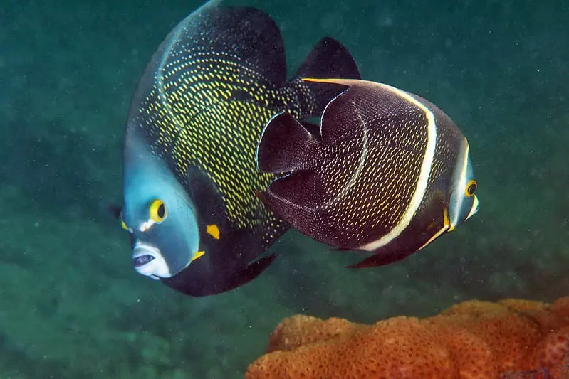 French angelfish with coloration in transition from juvenile to adult