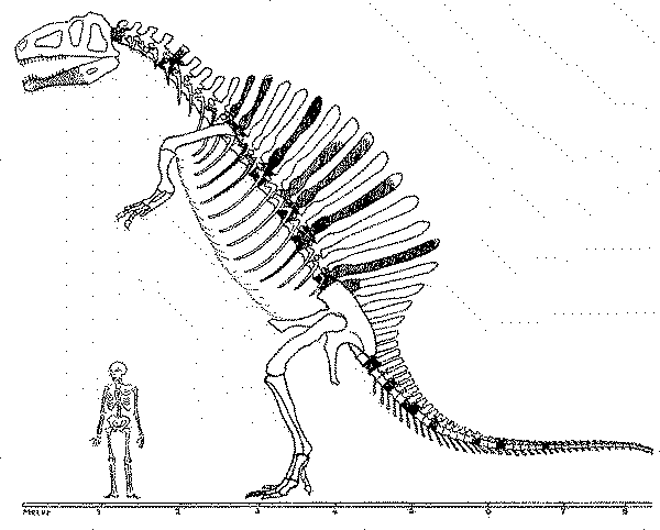 Reconstrução do esqueleto de um espinossauro em 1915