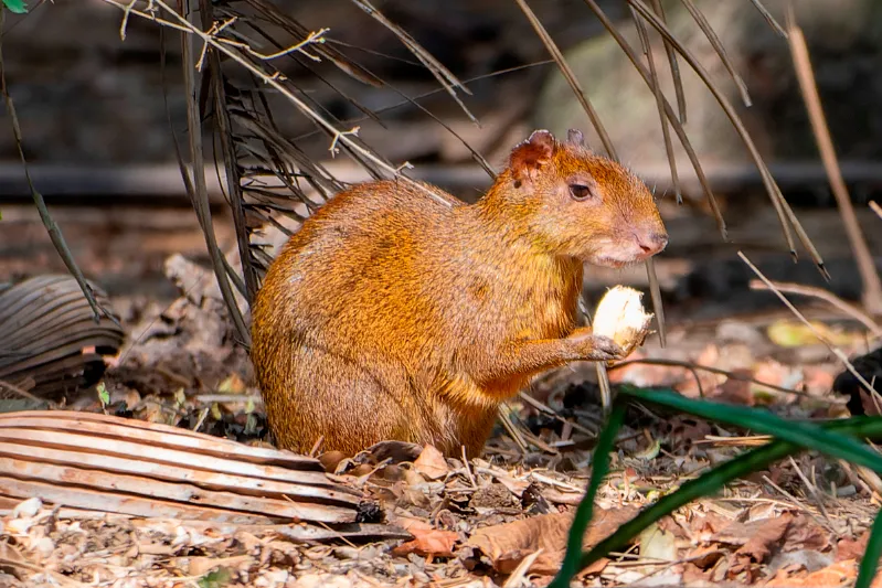 Cutia Dasyprocta leporina