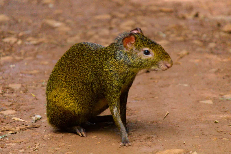 Pacas, pacaranas, agoutis, and acouchis