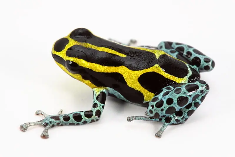 Poison dart frogs of South America
