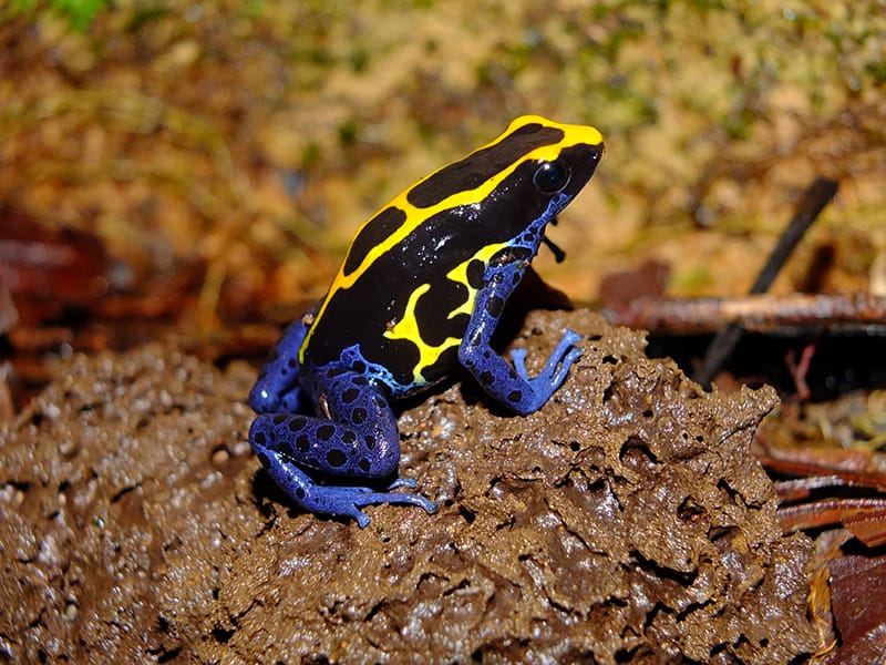 Dyeing poison dart frog. Dendrobatus tinctorius