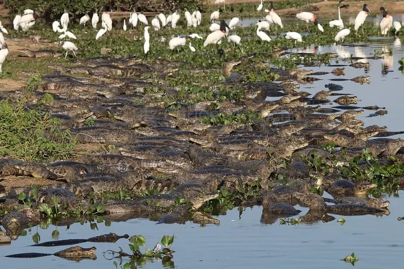 Jacarés-do-pantanal reunidos