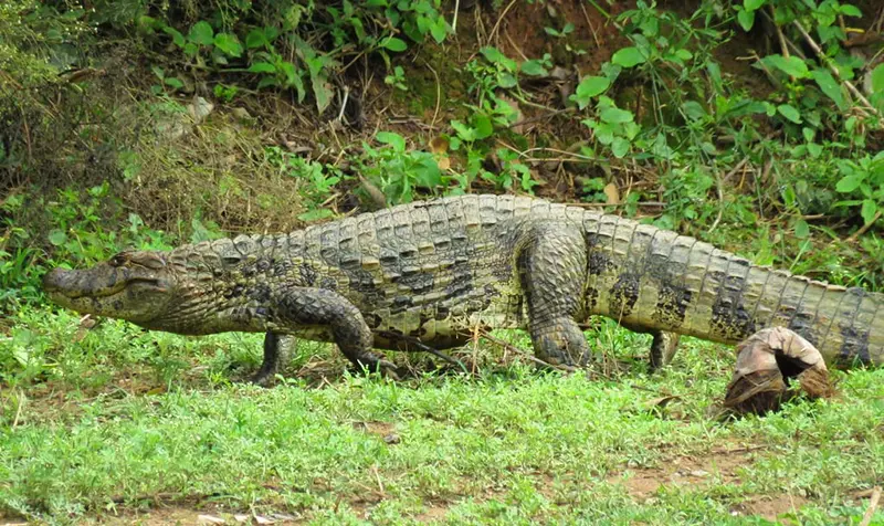 Broad-snouted caiman walking