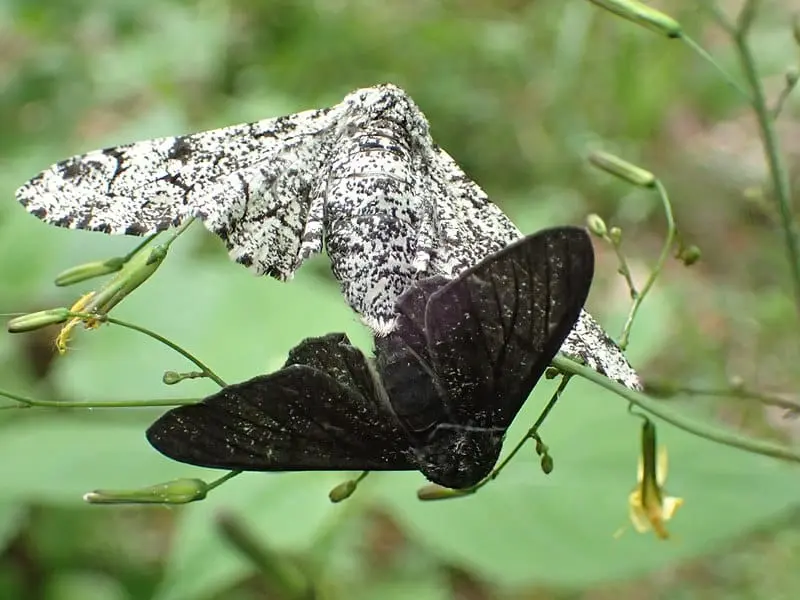 Mariposas Biston betularia, uma preta e uma branca
