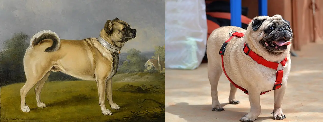 À esquerda, a pintura de um pug de 1802. À direita, o pug atual após séculos de seleção artificial