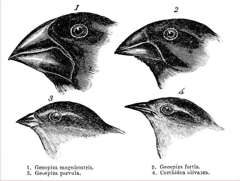 Quatro espécies de tentilhões, mostrando variações nos bicos.